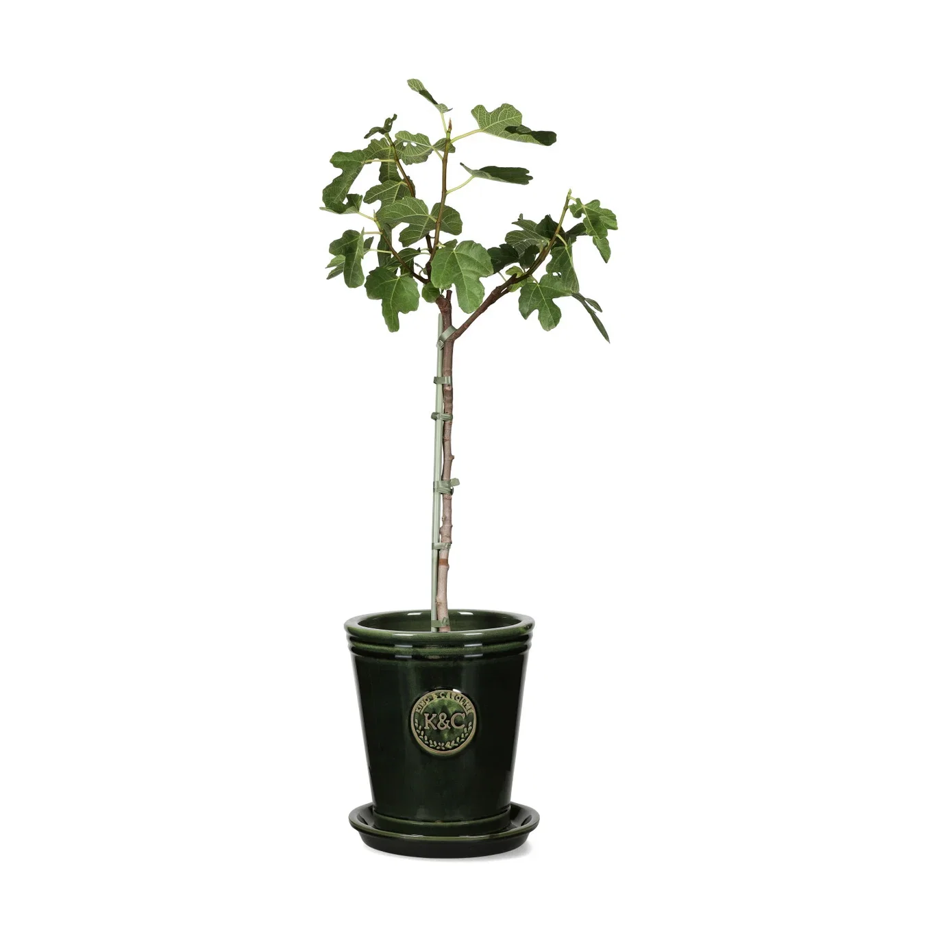 Ficus carica stem 21 cm