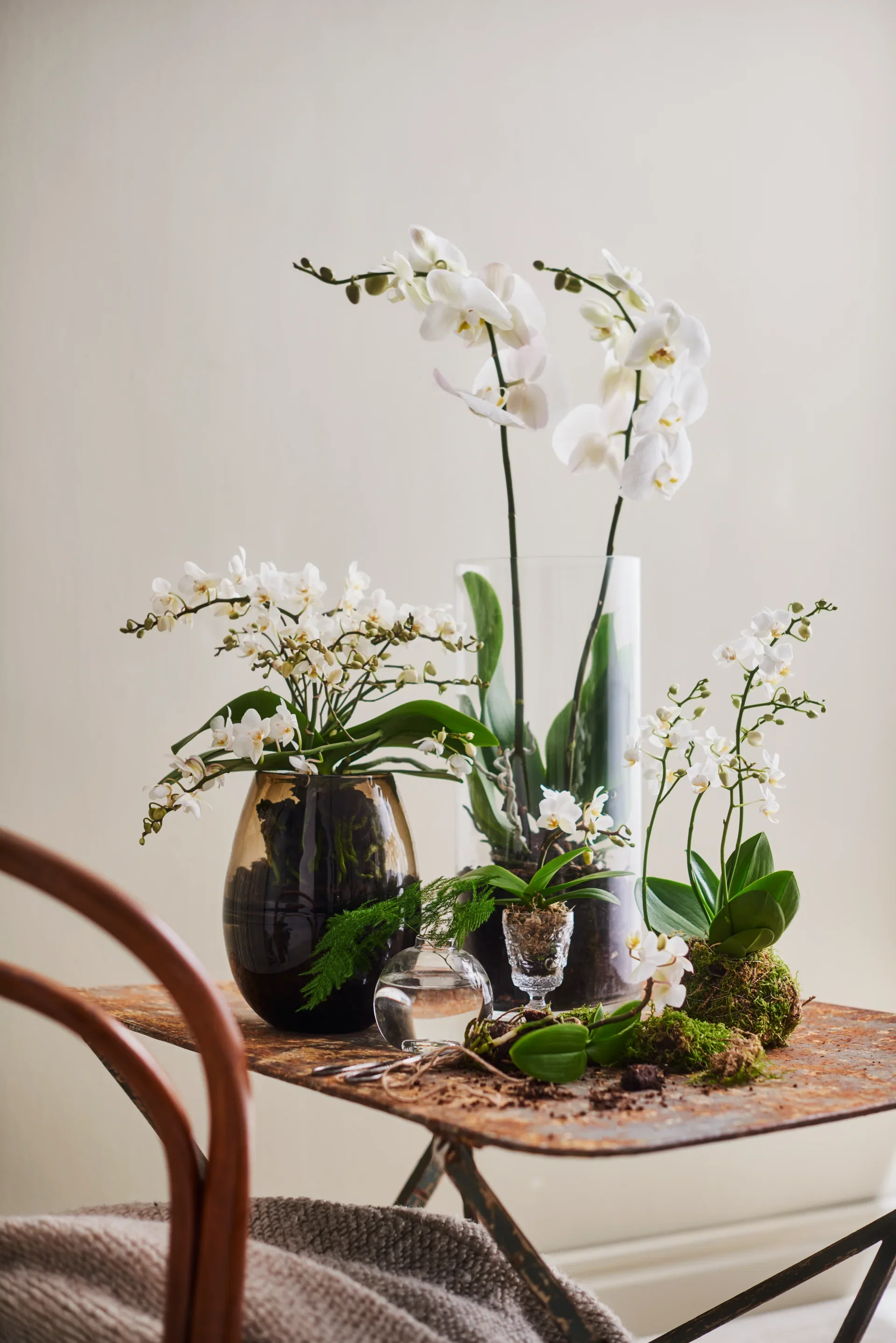 Phalaenopsis Boquetto Beauty