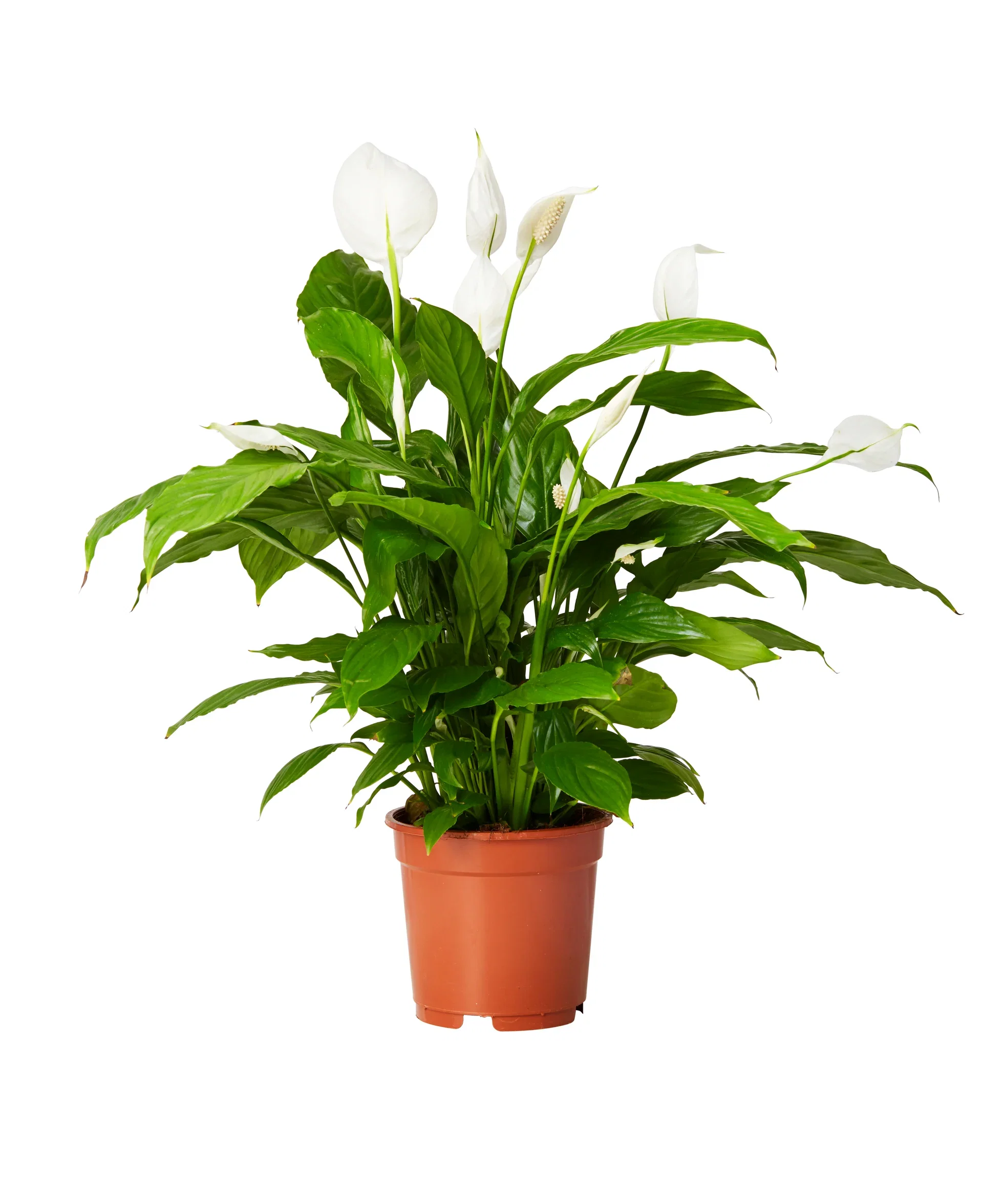 Spathiphyllum 'Verdi' 17 cm