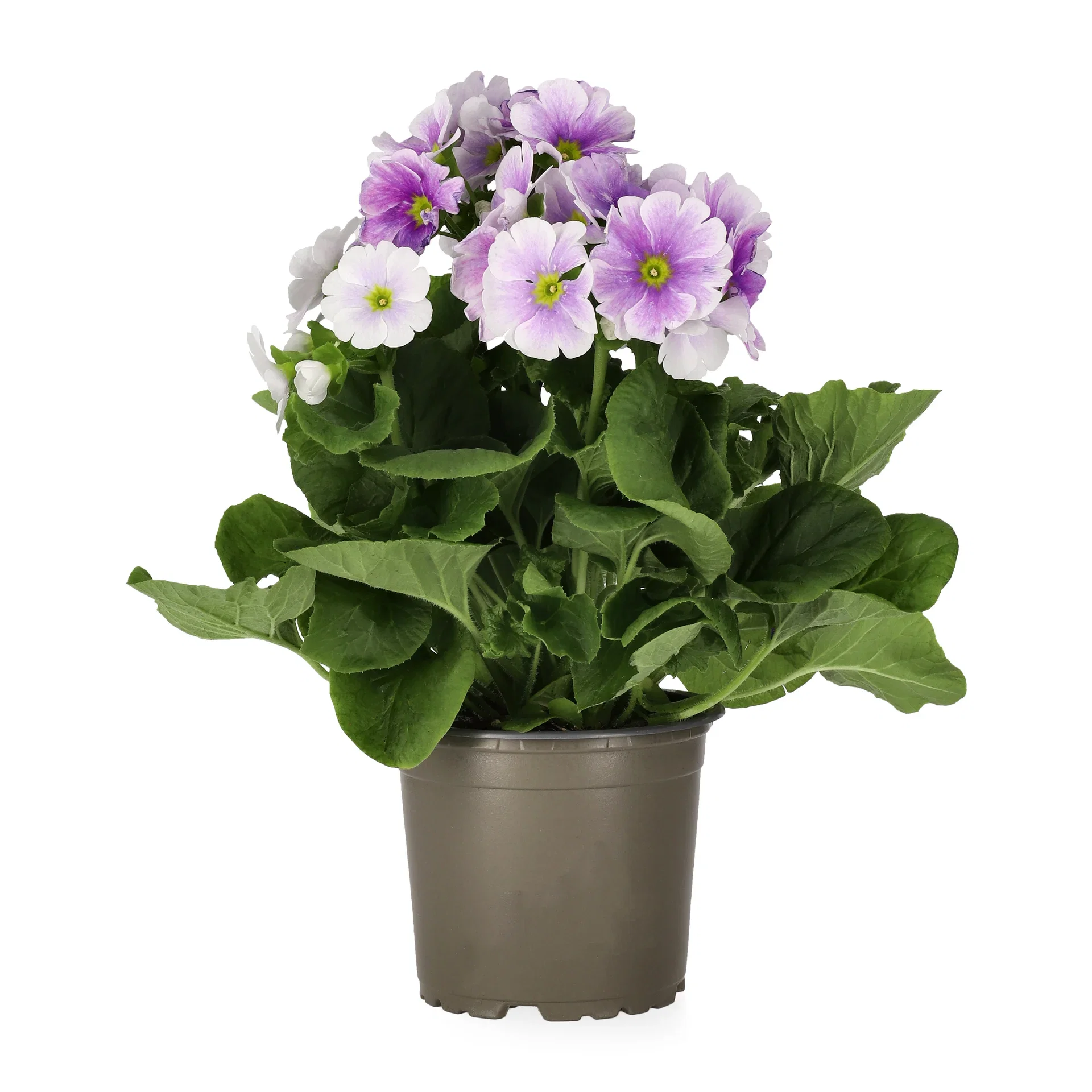 Primula o. 'Touch Me' 12 cm