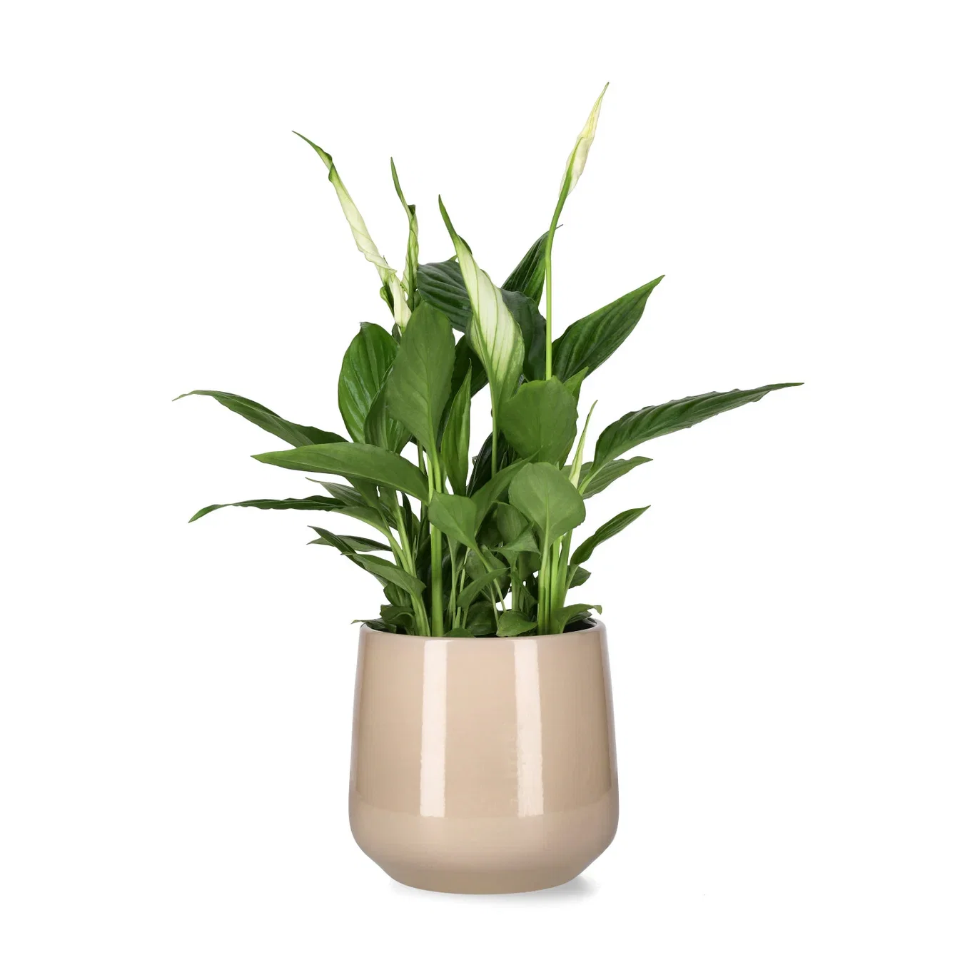 Spathiphyllum 'Torelli'