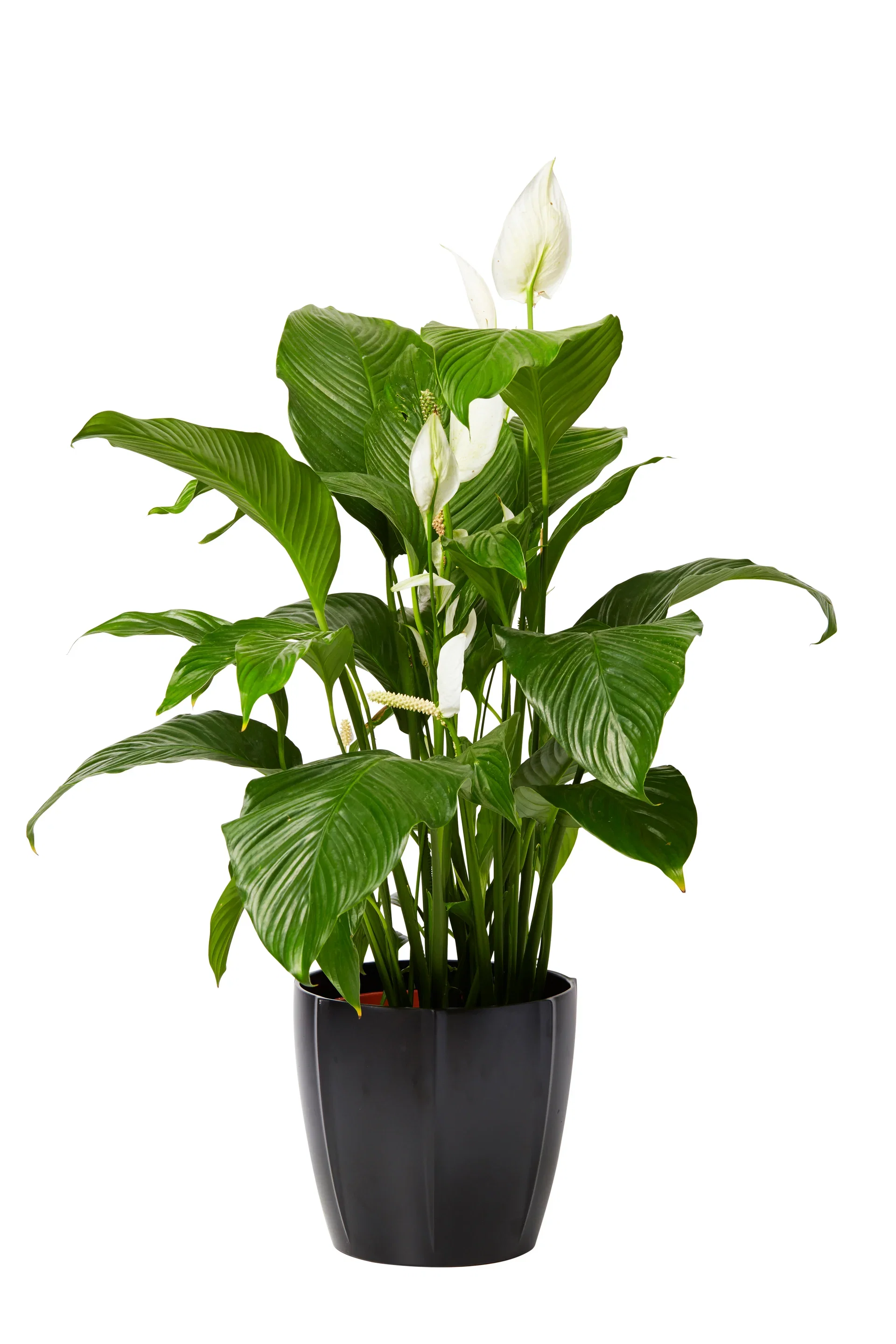 Spathiphyllum 'Sweet Lauretta'