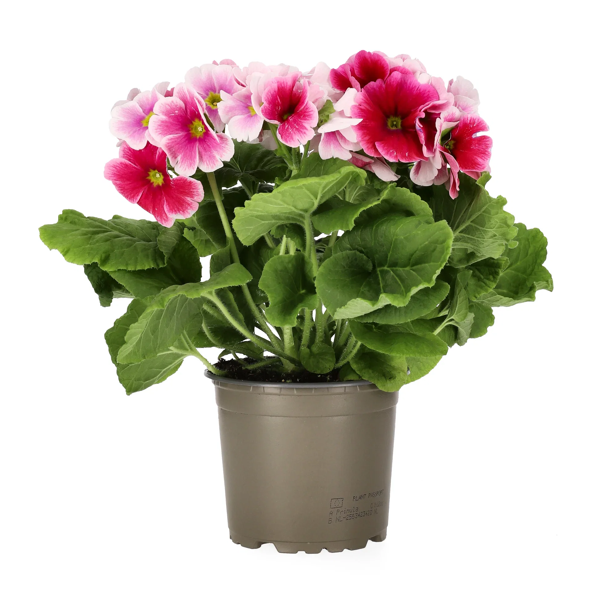 Primula o. 'Touch Me' 12 cm