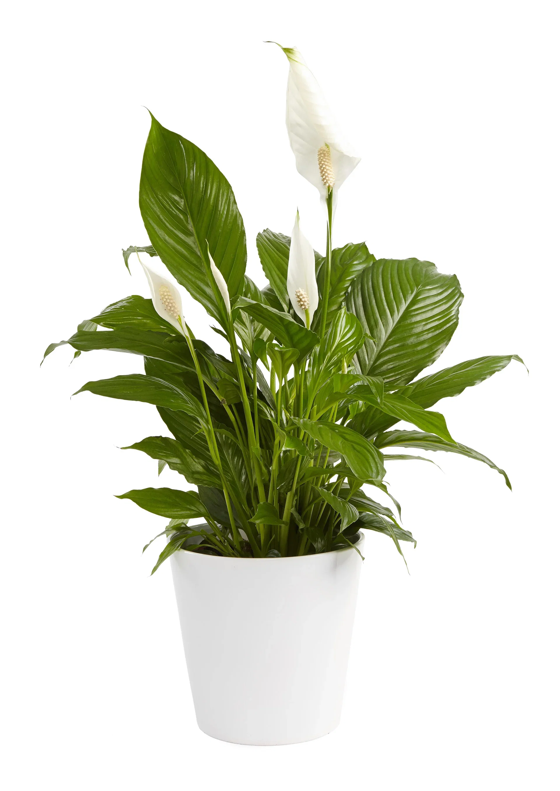 Spathiphyllum 'Verdi' 17 cm