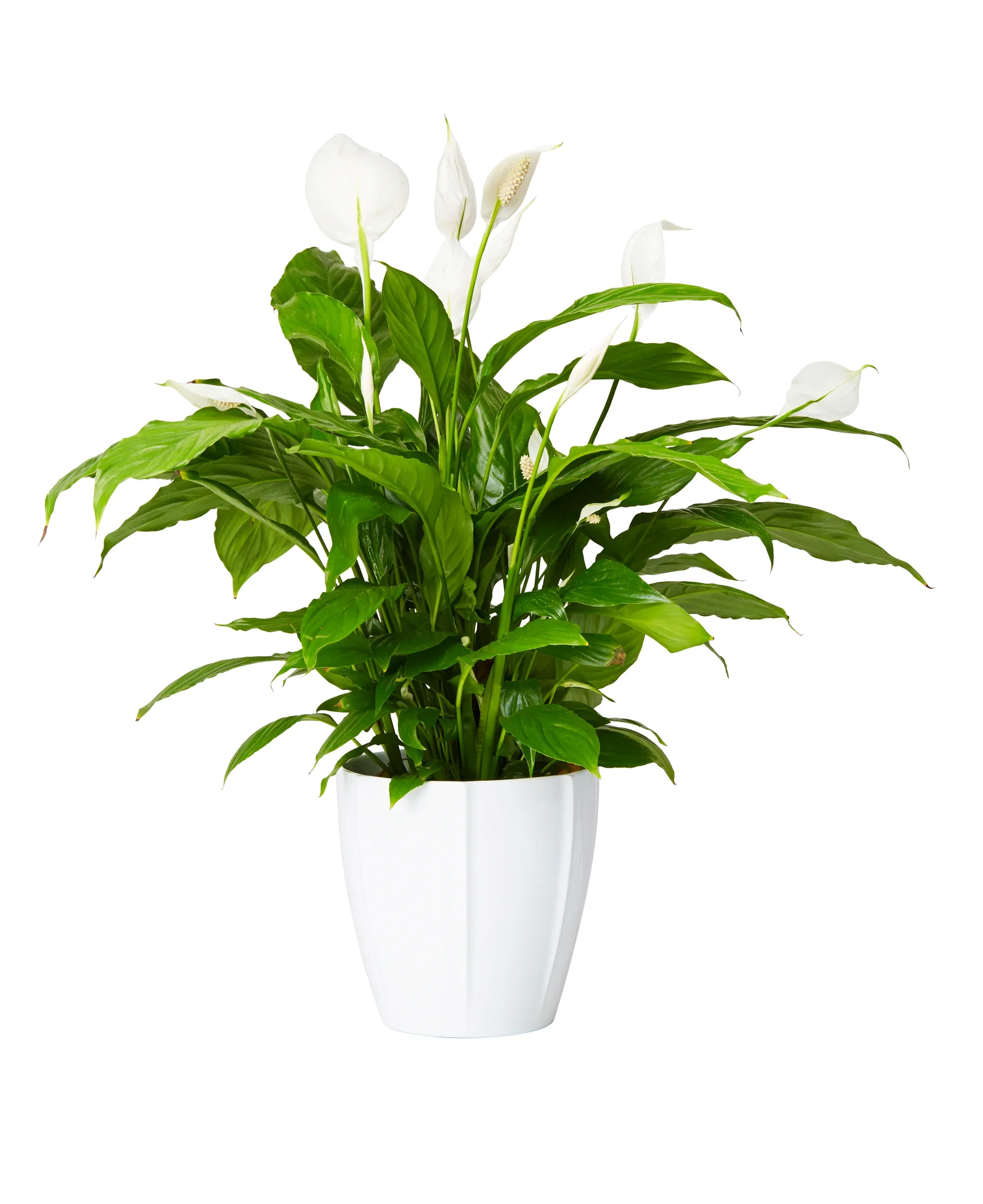 Spathiphyllum 'Verdi' 17 cm