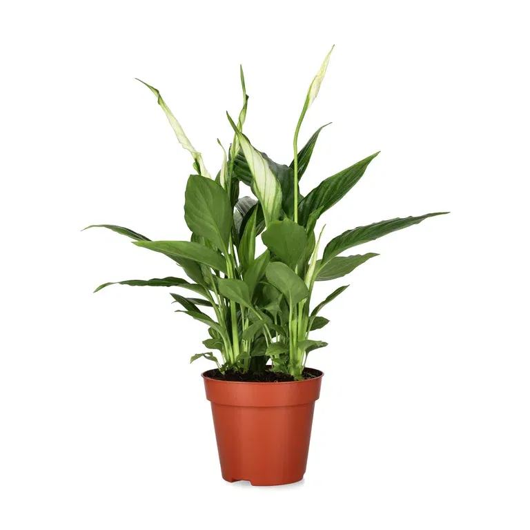 Spathiphyllum 'Torelli'