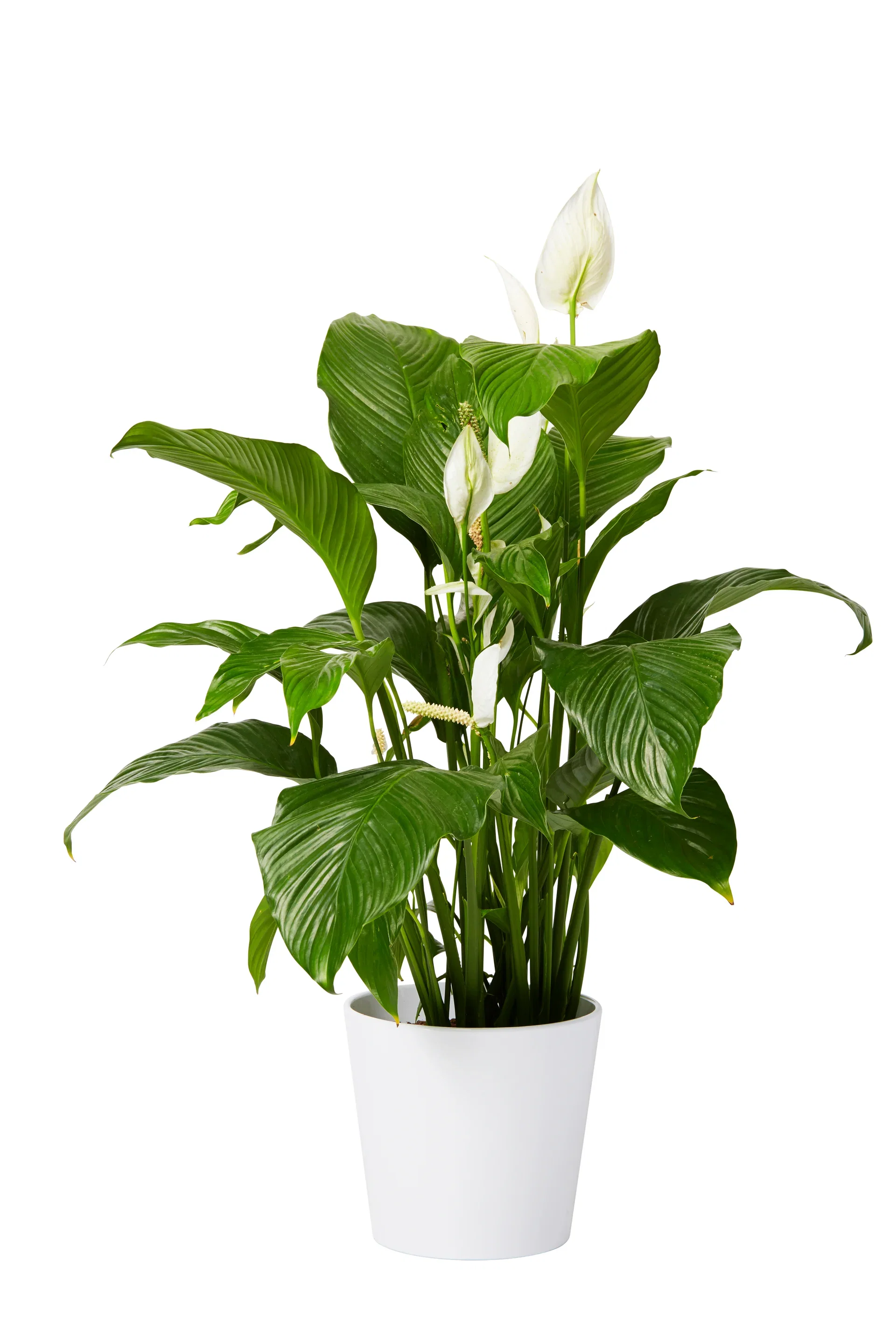 Spathiphyllum 'Sweet Lauretta'