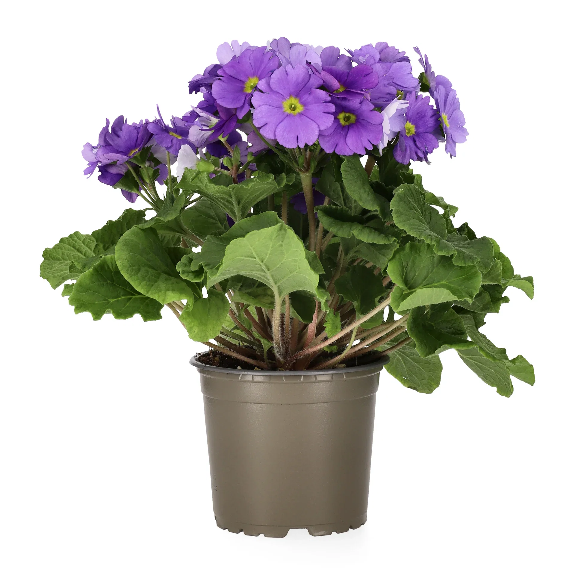 Primula o. 'Touch Me' 12 cm