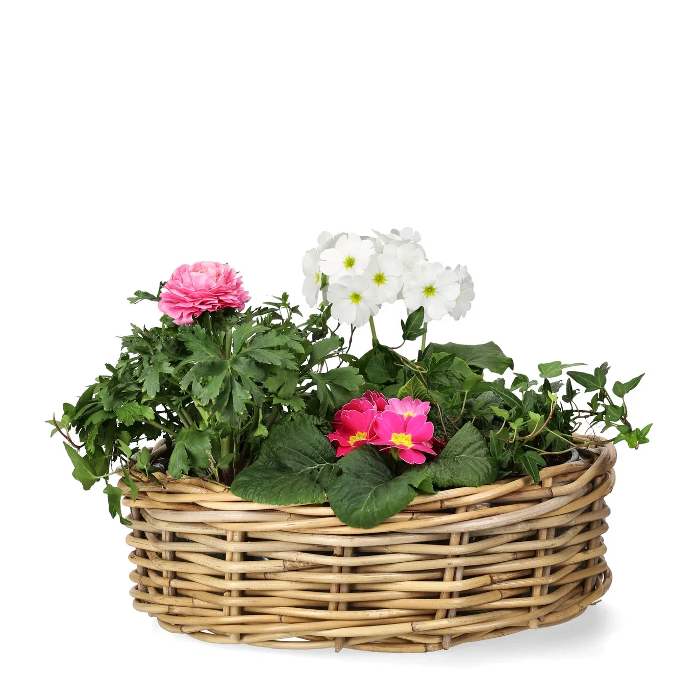 Primula o. 'Touch Me' 12 cm