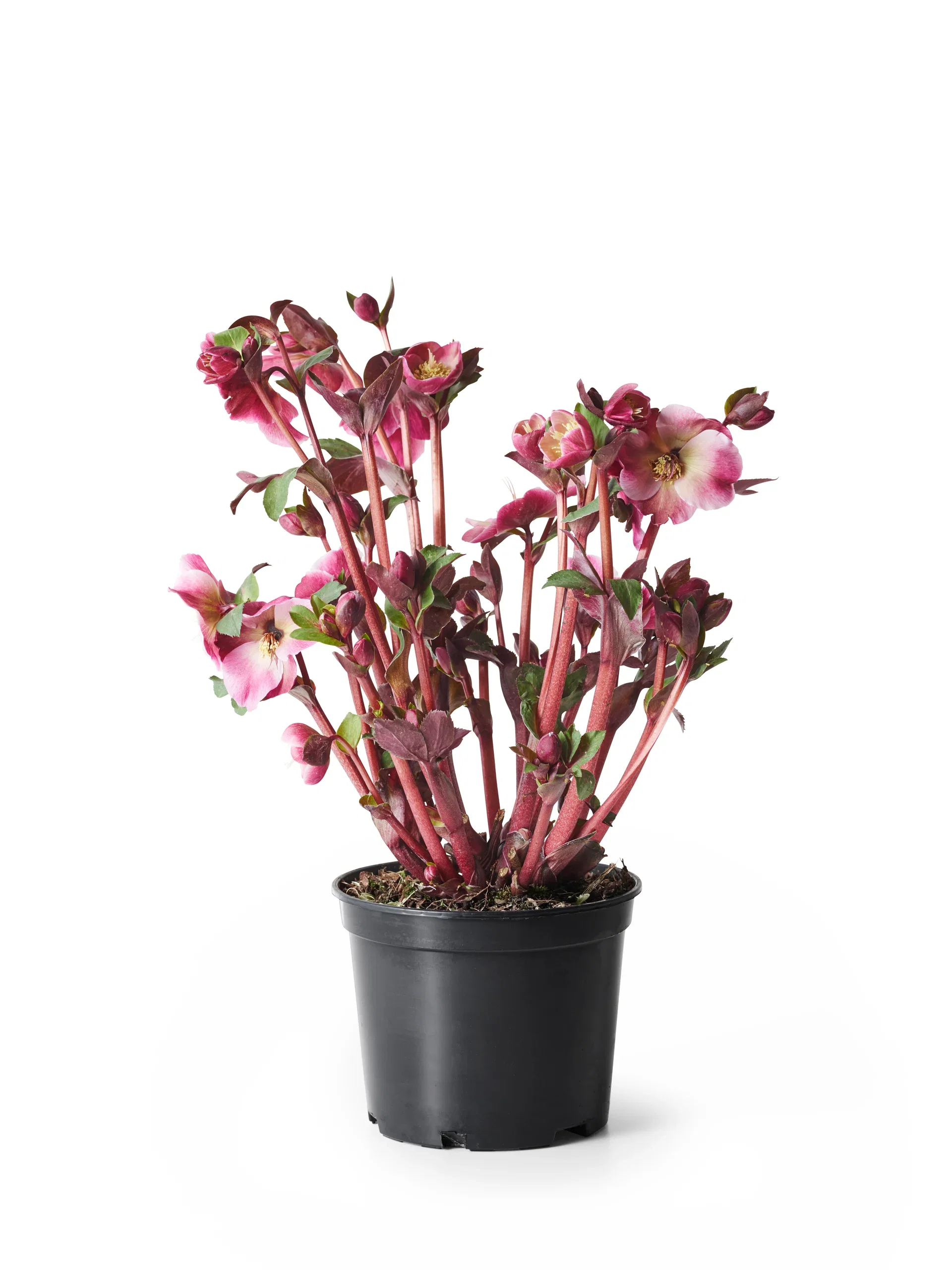 Helleborus Frostkiss 15 cm