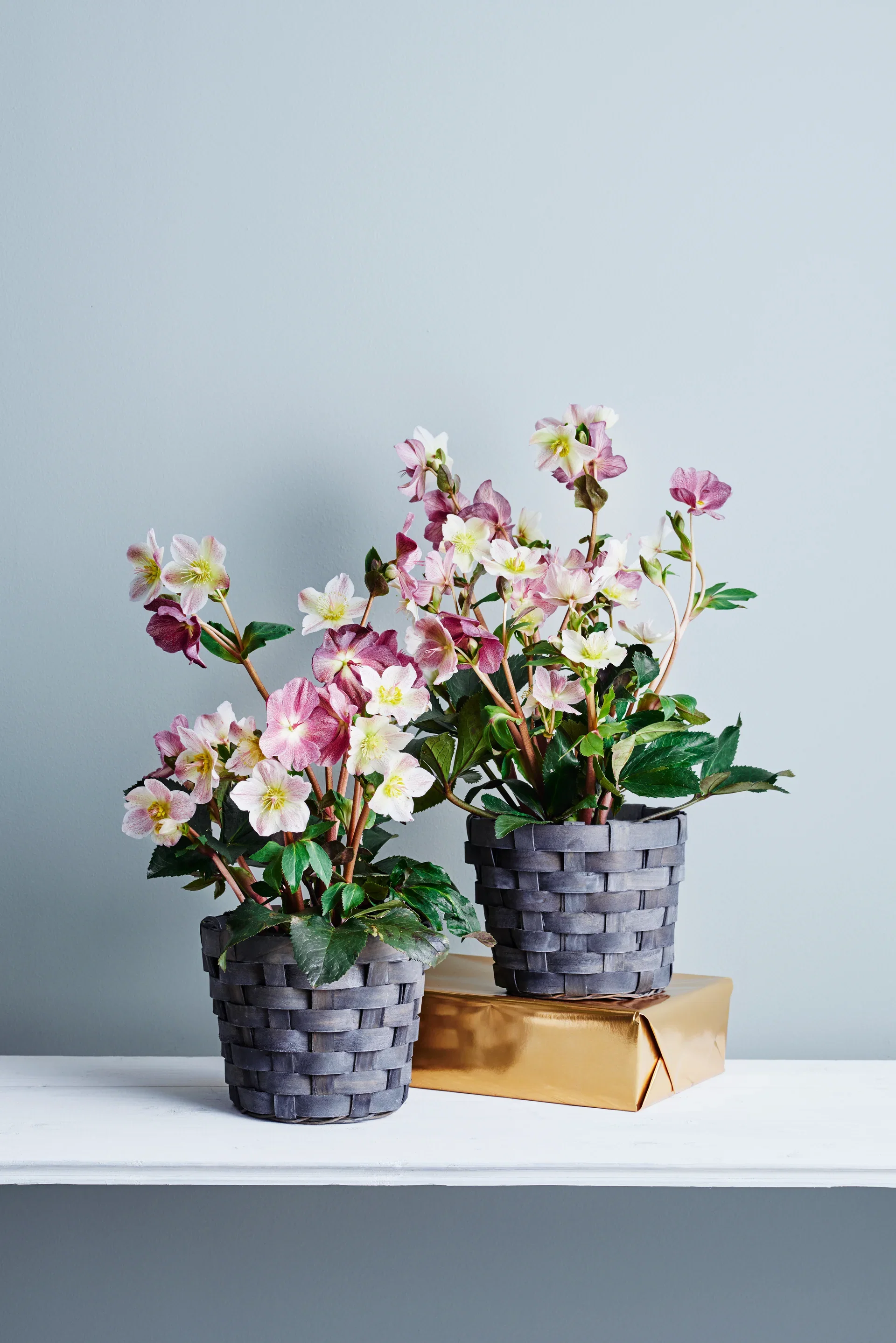 Helleborus Frostkiss 15 cm