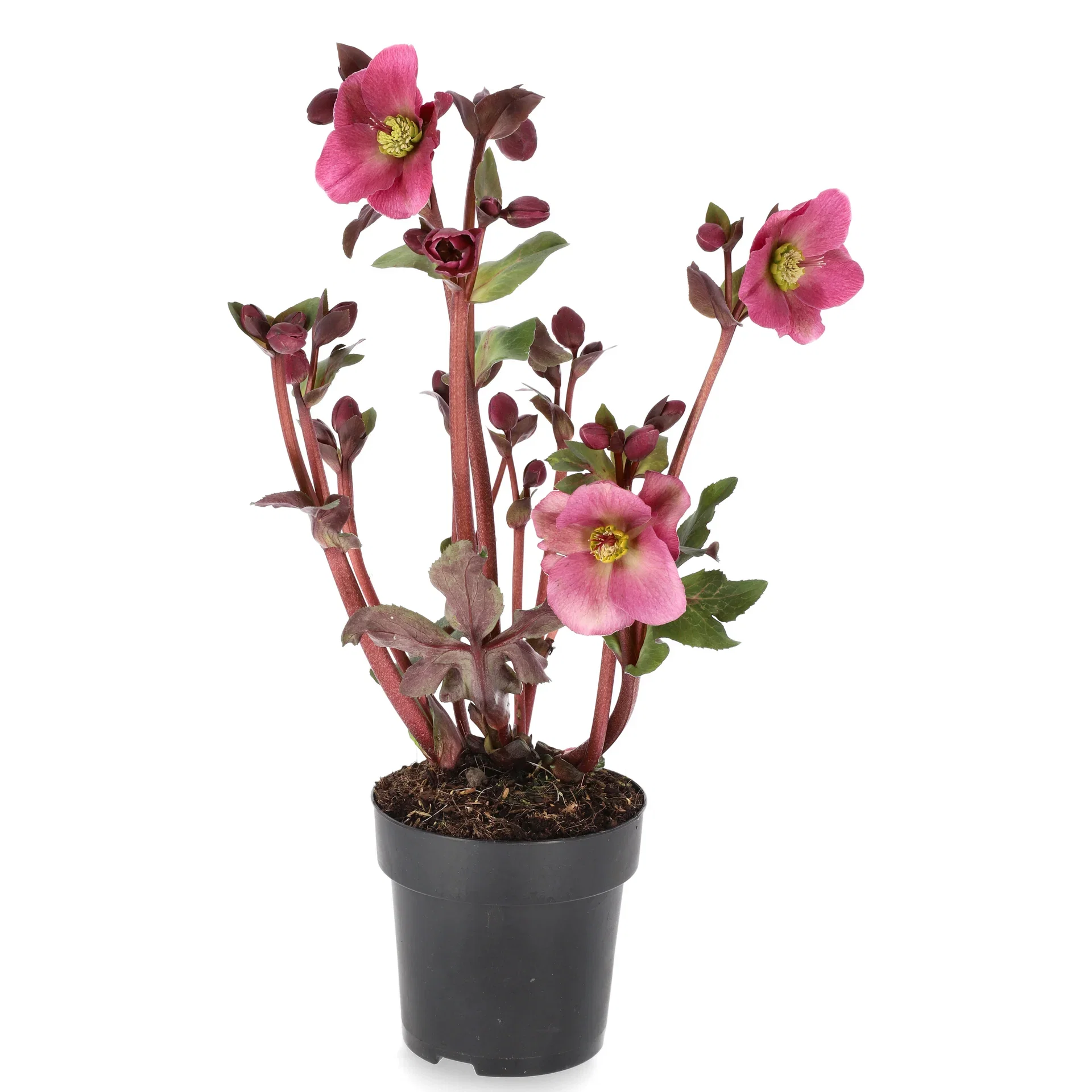 Helleborus Frostkiss 15 cm