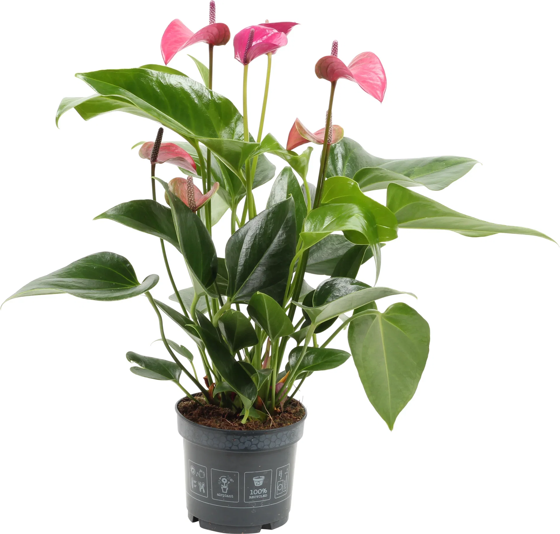 Anthurium andreanum Purple 12 cm