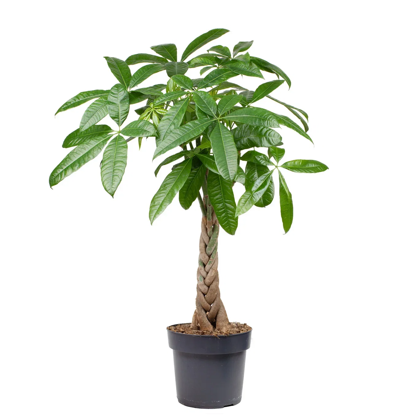 Pachira aquatica braid, Height 80 cm, Green