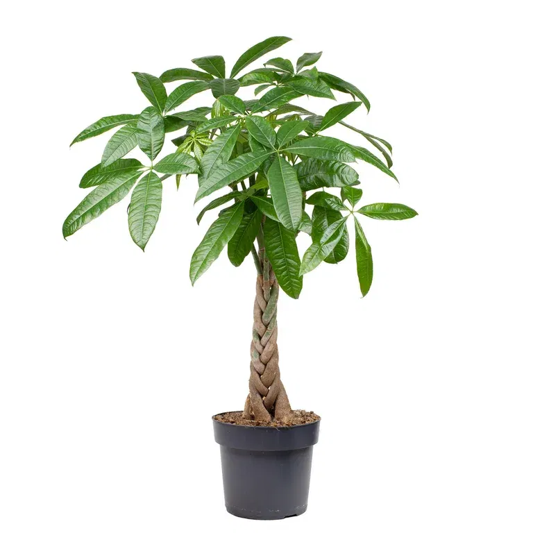 Pachira aquatica braid, Height 80 cm, Green