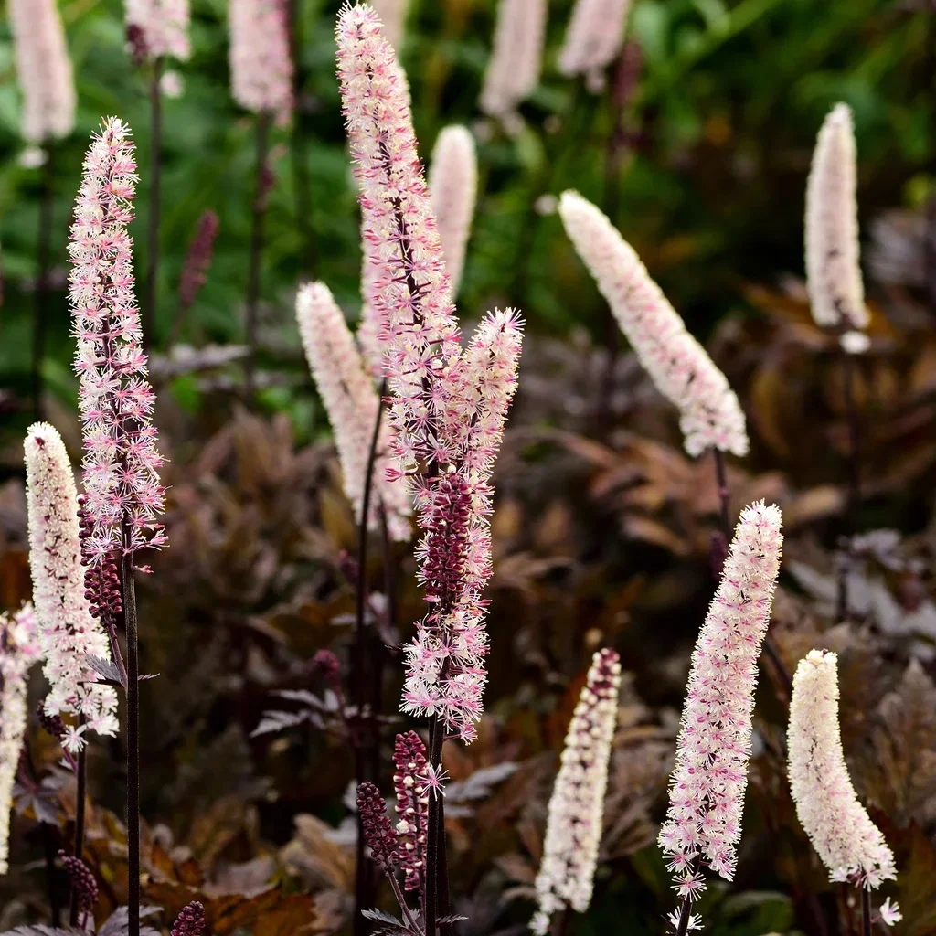 Actaea simplex 'Brunette' 23cm