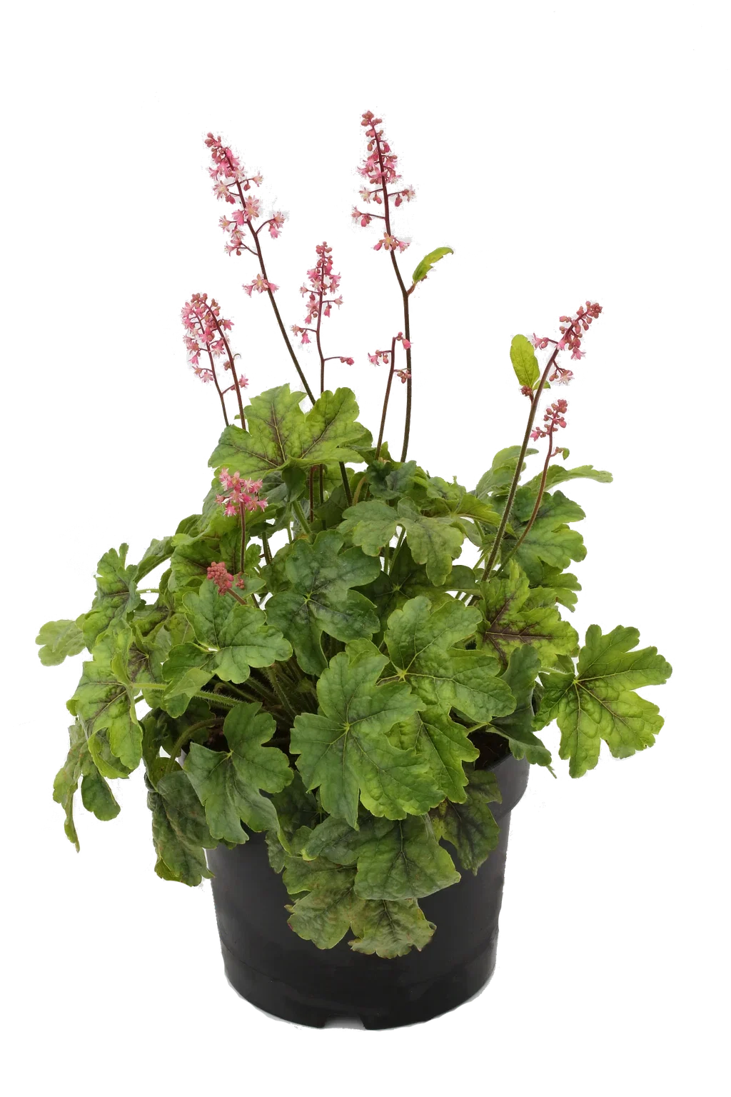 Heuchera Green 15cm