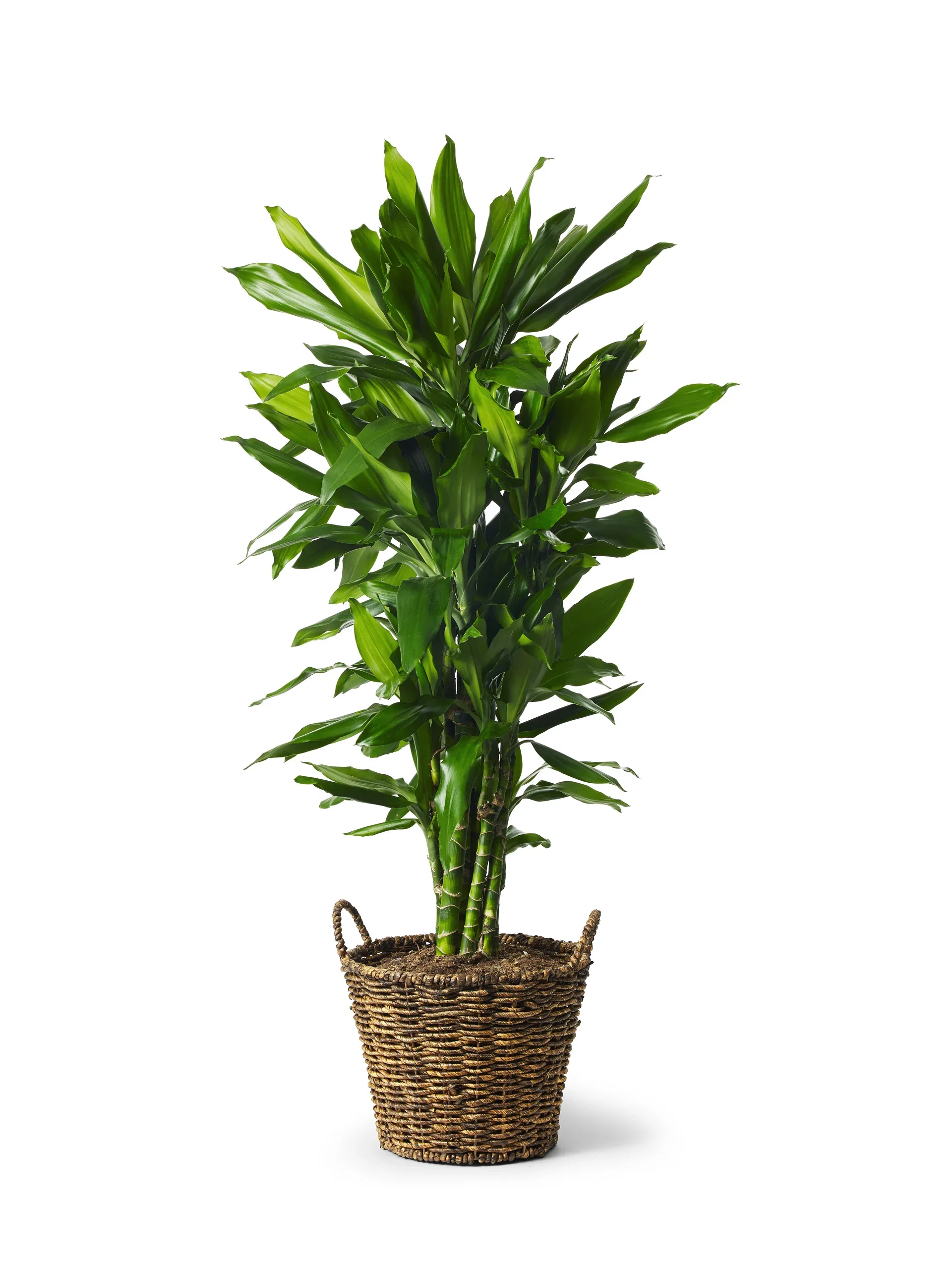 Dracaena fragrans 'Janet Lind'