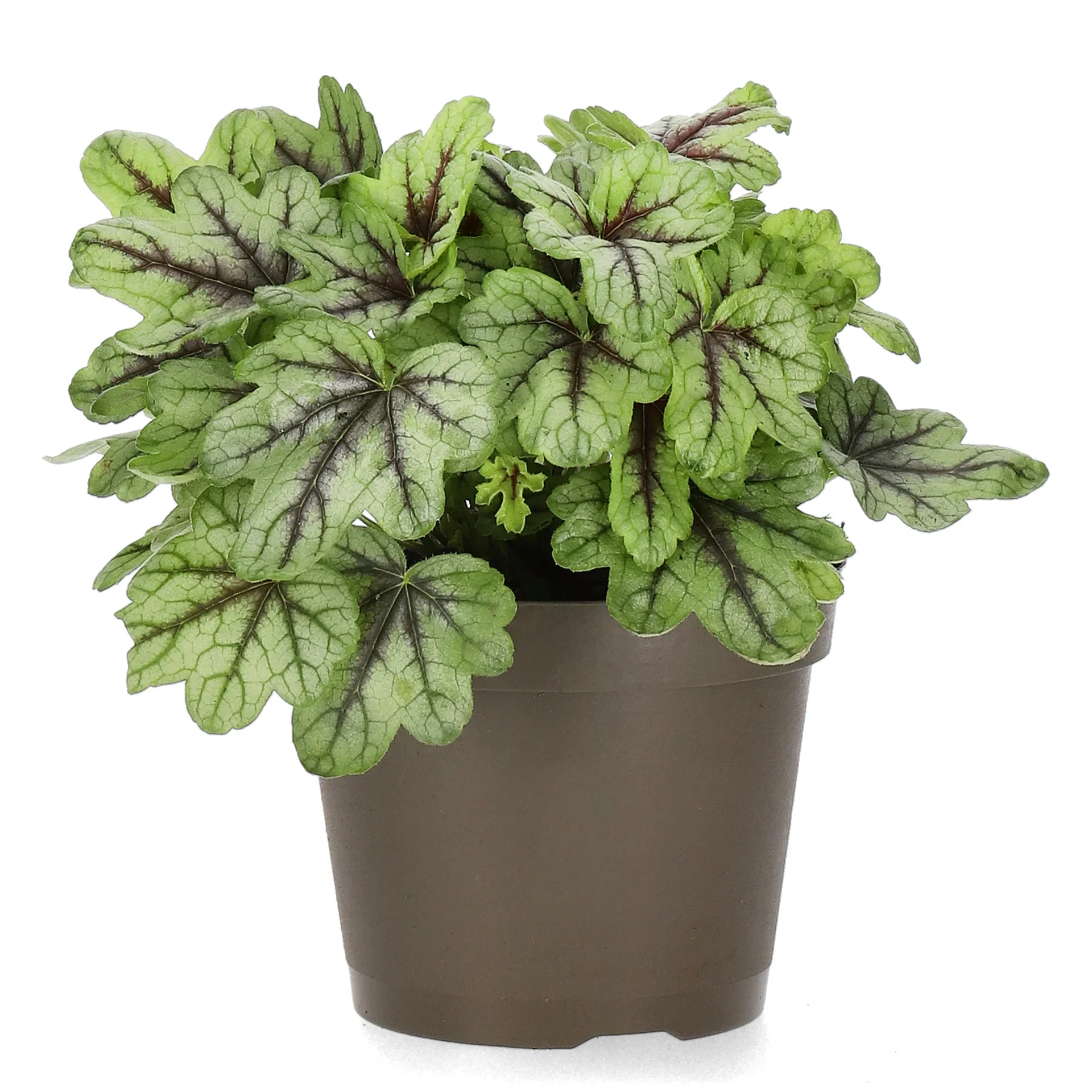 Heuchera Green 15cm