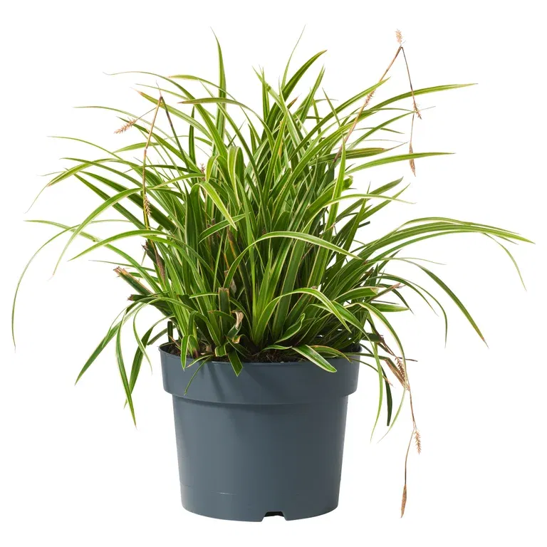 Carex morrowii 'Ice Dance' 19cm