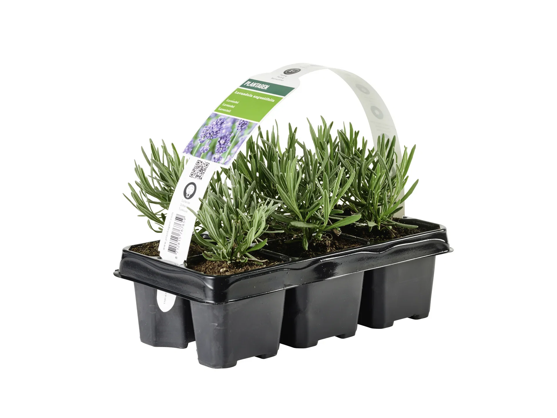 Lavandula x intermedia 'Grosso' 6-pack