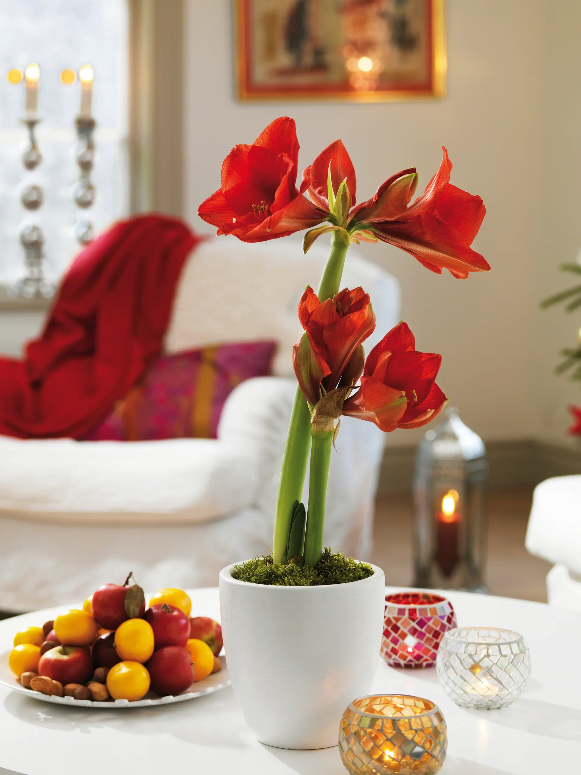 Hippeastrum 32+ 'Merry Christmas' 14 cm