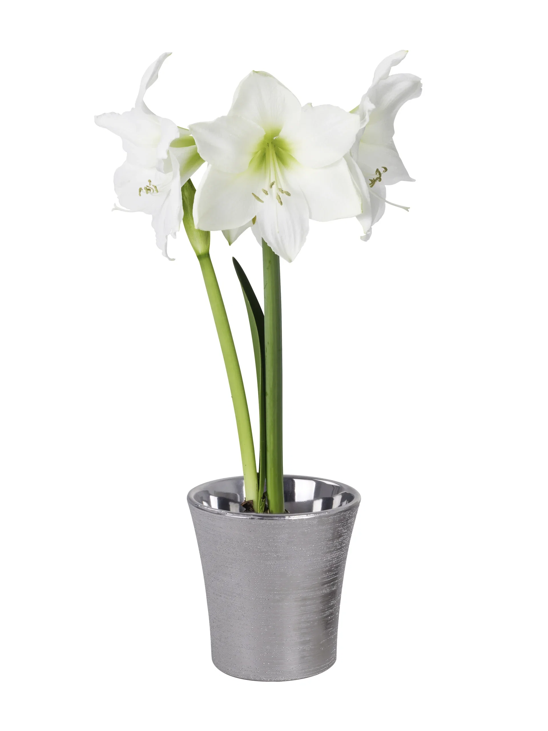 Hippeastrum 32+ 'Alfresco' 14 cm