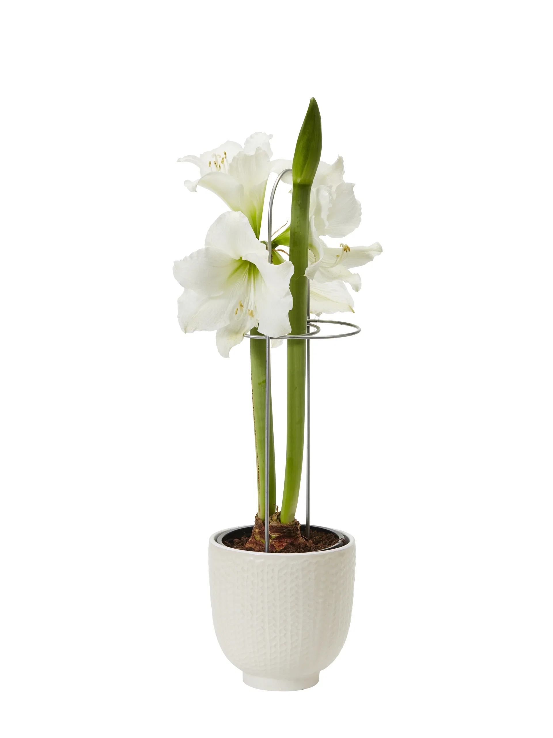 Hippeastrum 32+ 'Alfresco' 14 cm