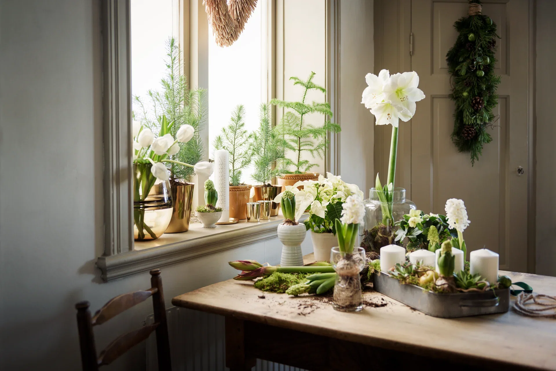 Hippeastrum 32+ 'Alfresco' 14 cm