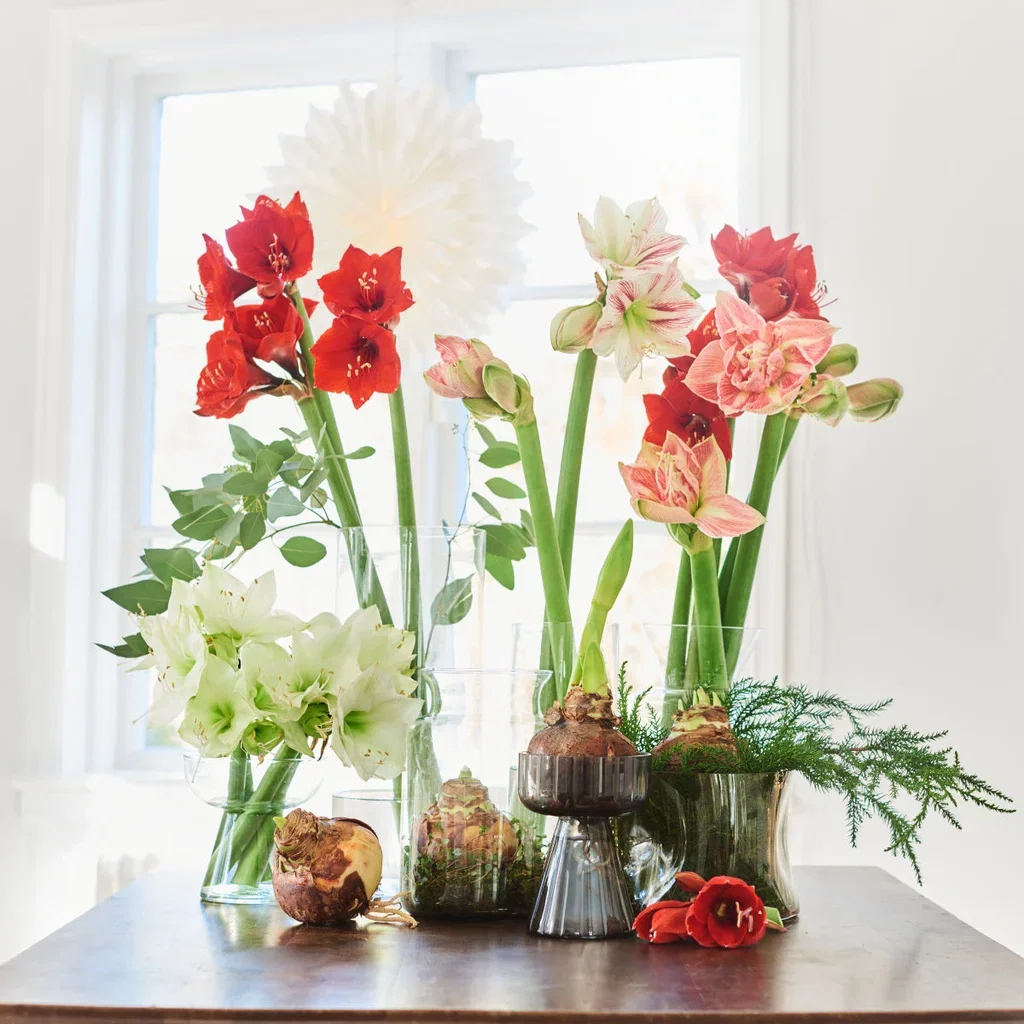 Hippeastrum 32+ 'Alfresco' 14 cm