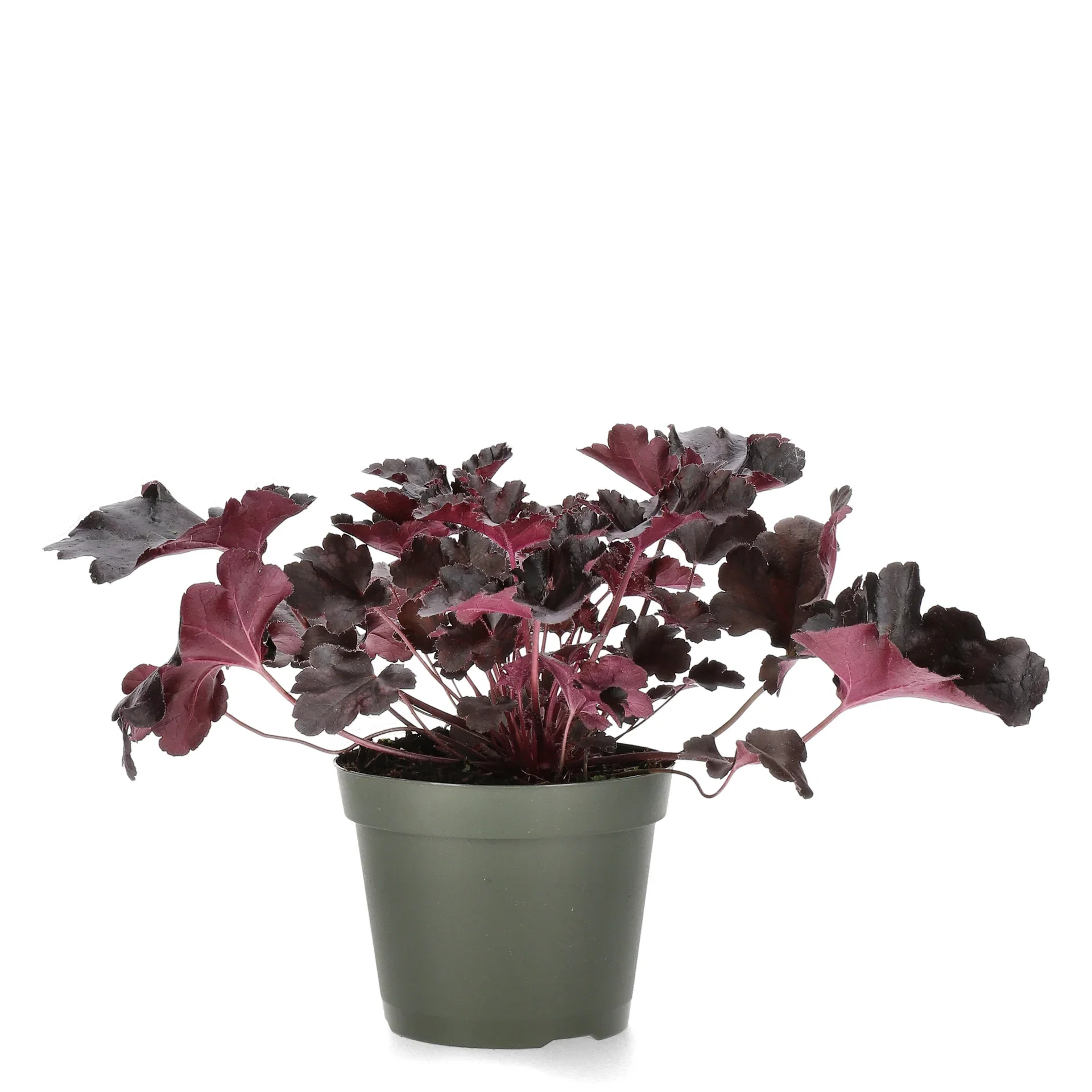 Heuchera Black 15cm