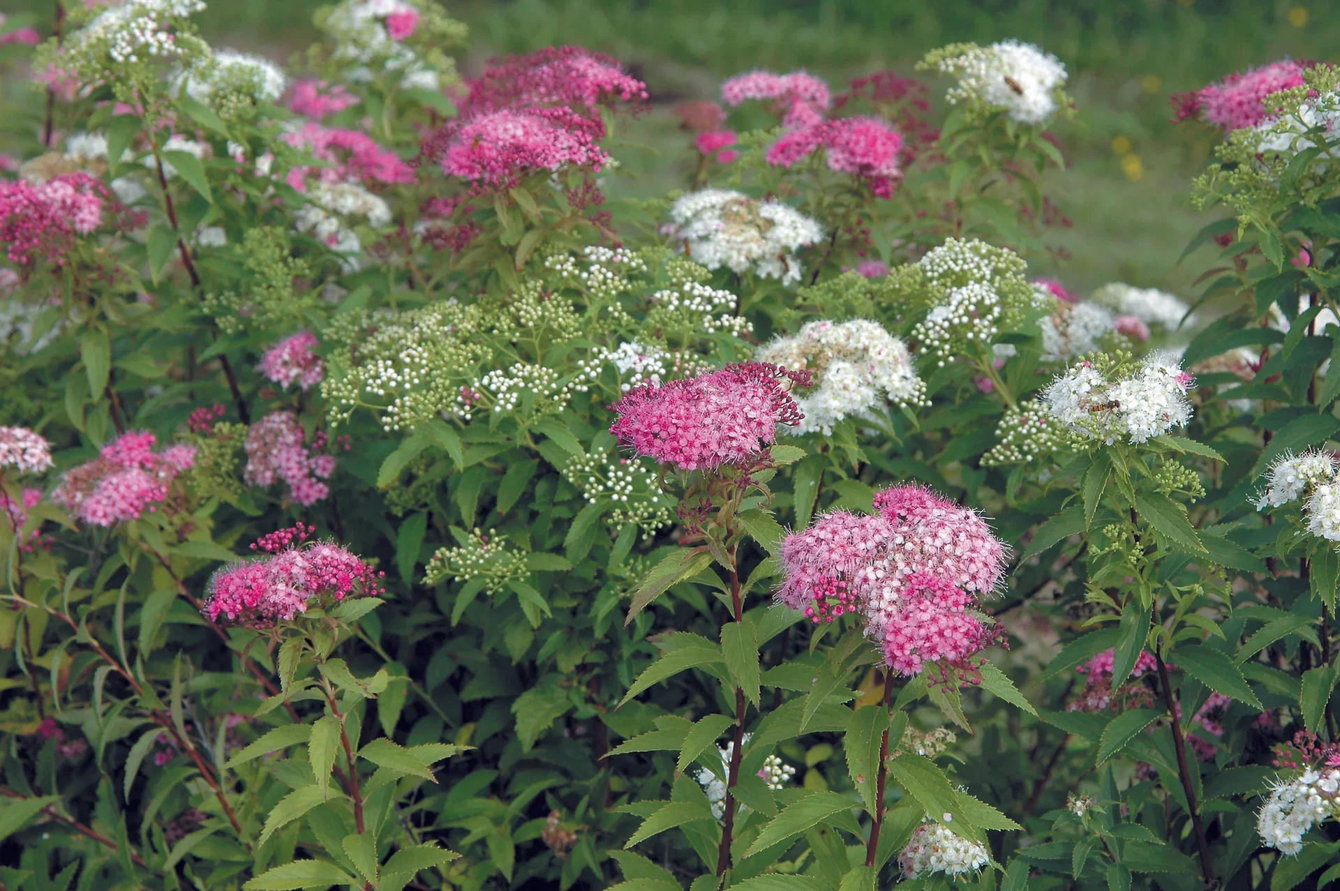 Spiraea japonica 'Genpei'  4,5L