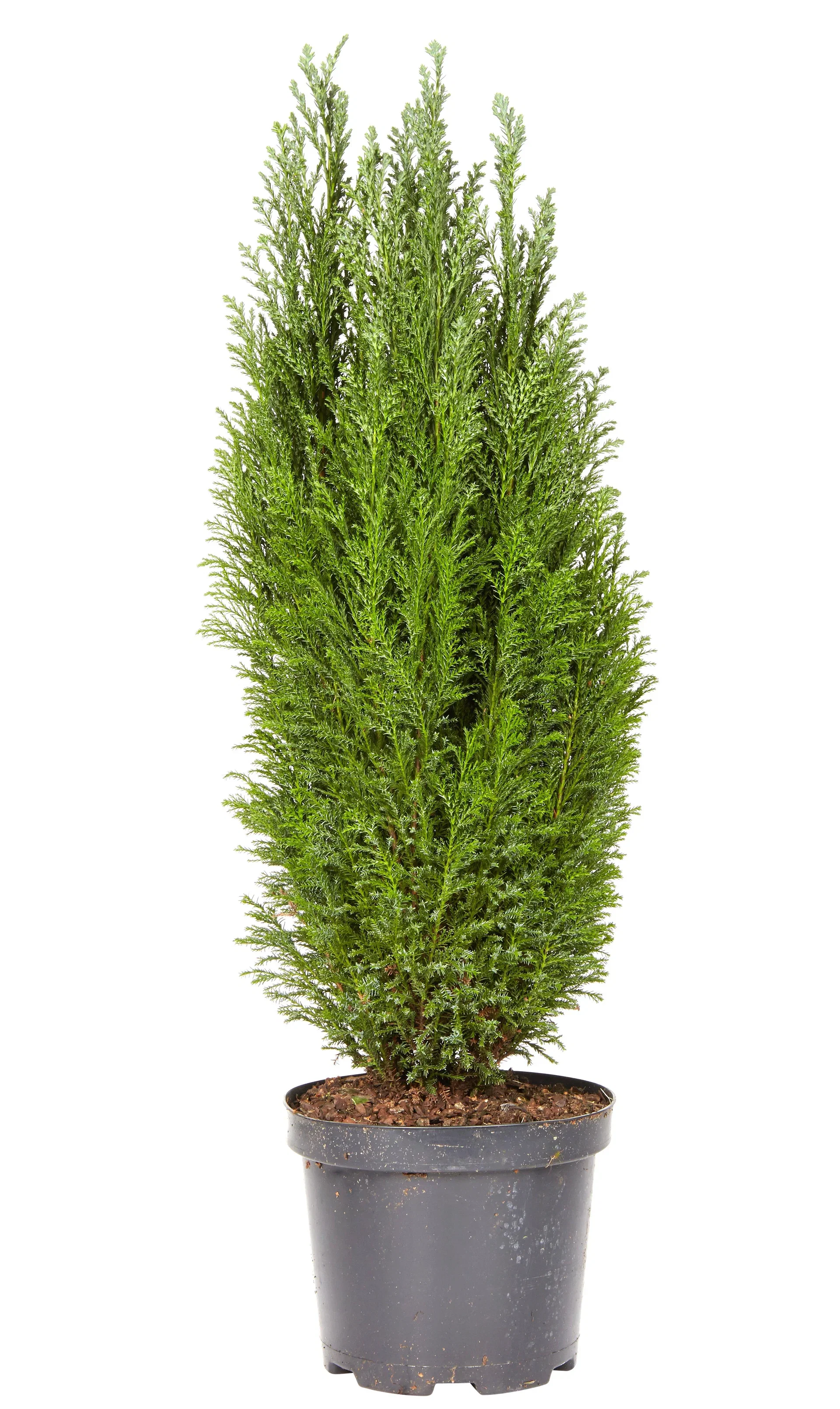 Chamaecyparis lawsoniana 'Ellwoodii'