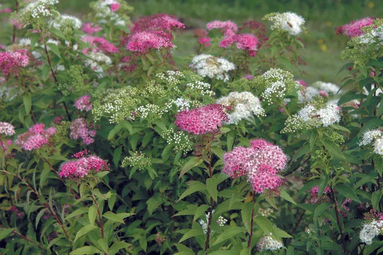 Spiraea japonica 'Genpei'  4,5L
