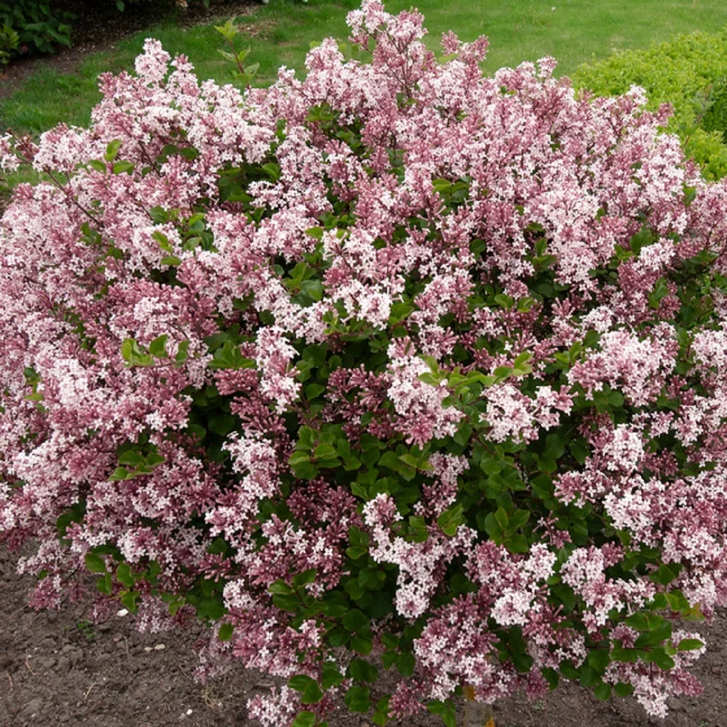 Syringa meyeri 'Palibin' 40-60cm 4,5L