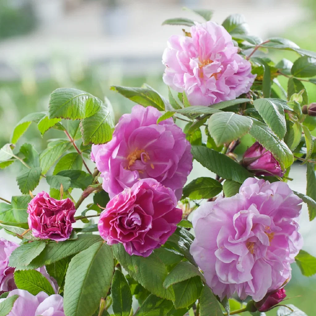 Rosa 'Thérèse Bugnet' 3L