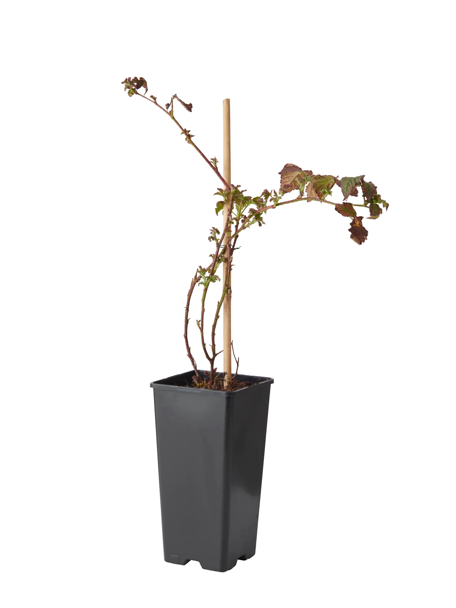 Rubus (Blackberries-Group) 'Loch Tay' 17cm BIO