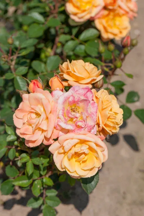 Rosa APRICOT MEILOVE 4L