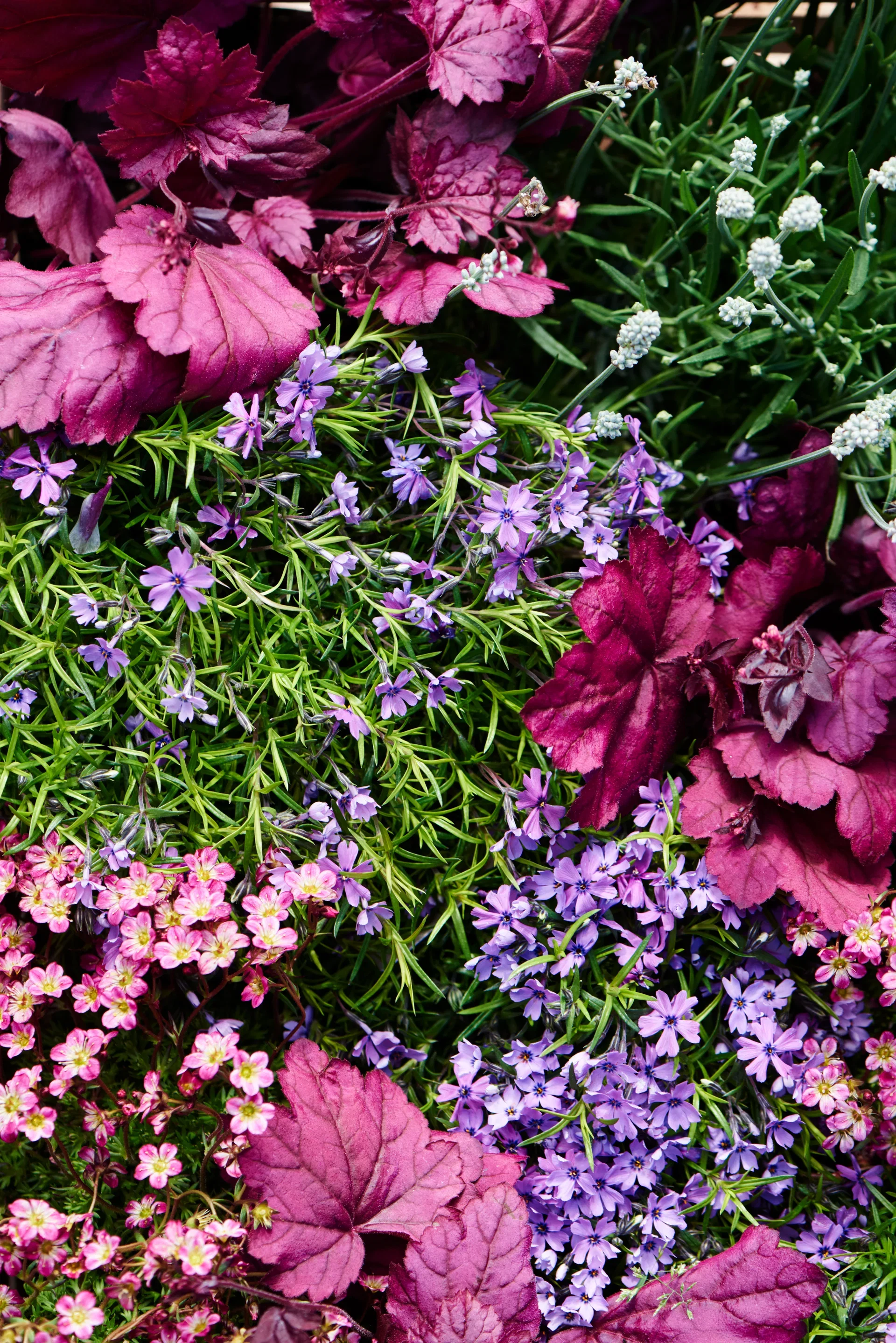 Saxifraga x arendsii 17cm