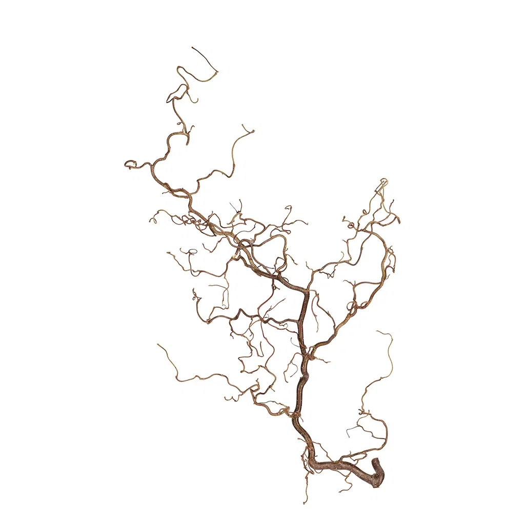 Coryllus Fresh 100cm