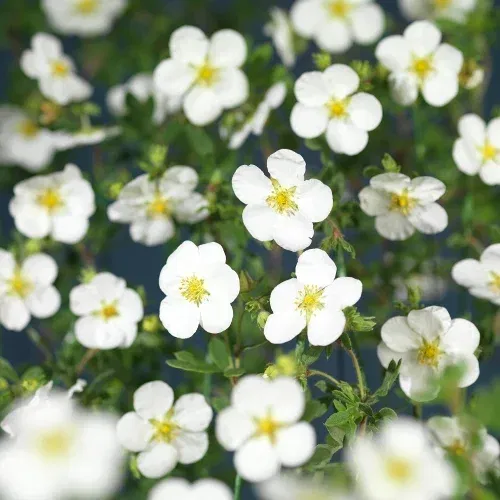 Dasiphora (Fruticosa-Gruppen) 'Abbotswood' 4,5L