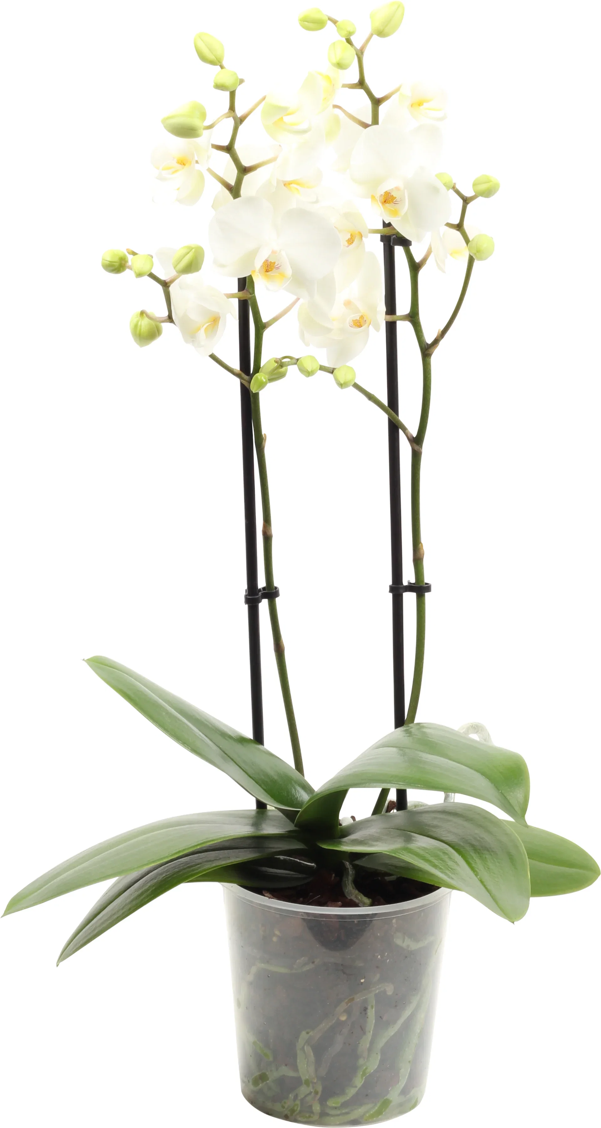 Phalaenopsis