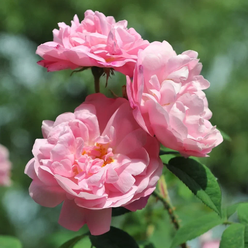 Rosa 'Hurdals Rose' 3L