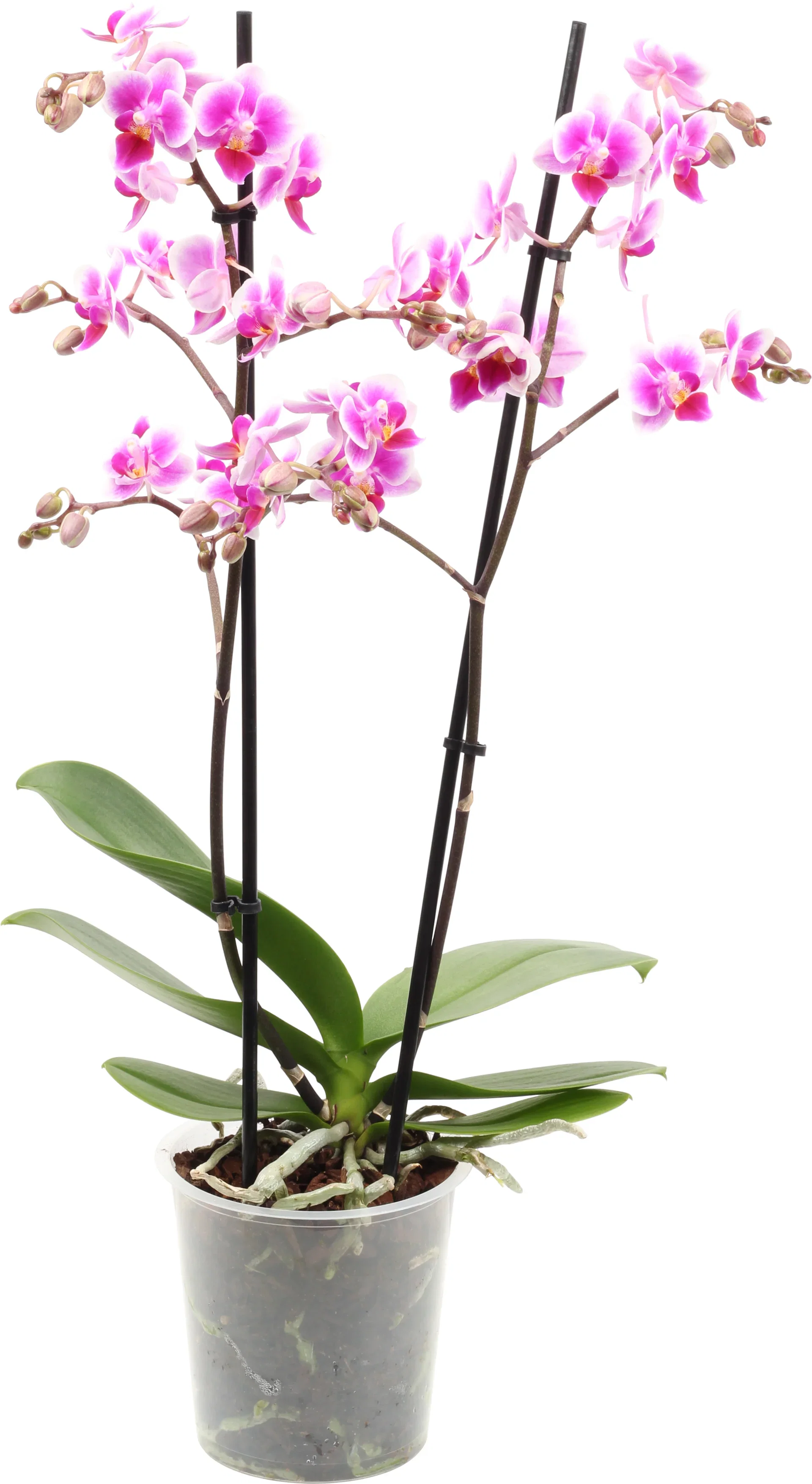 Phalaenopsis
