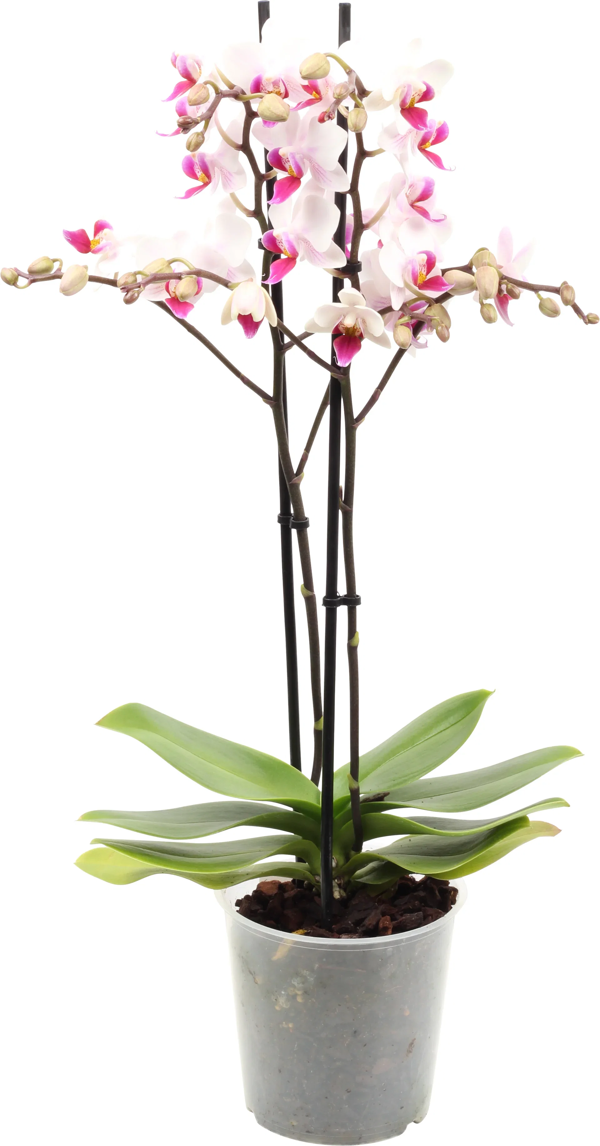 Phalaenopsis