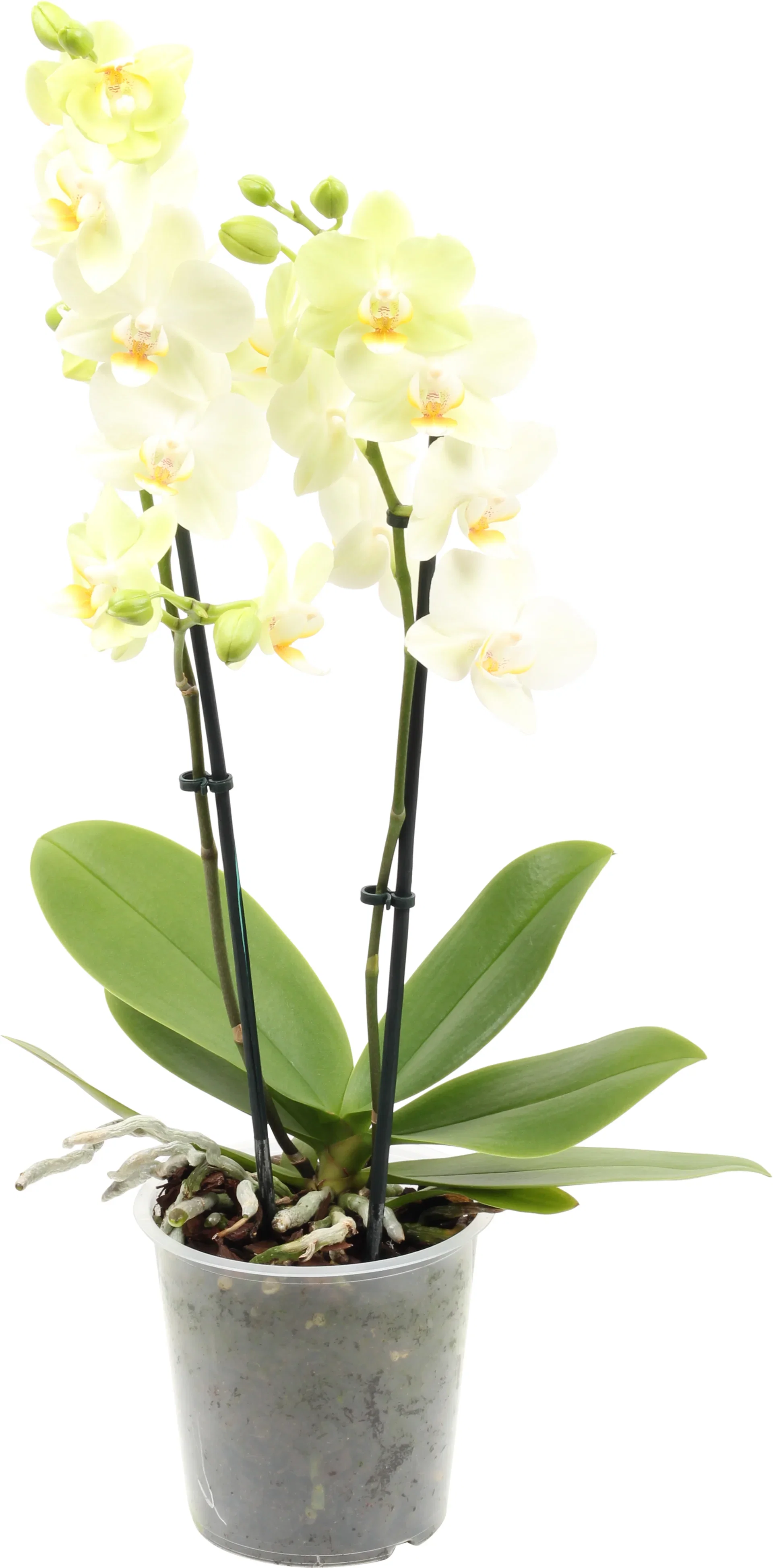 Phalaenopsis