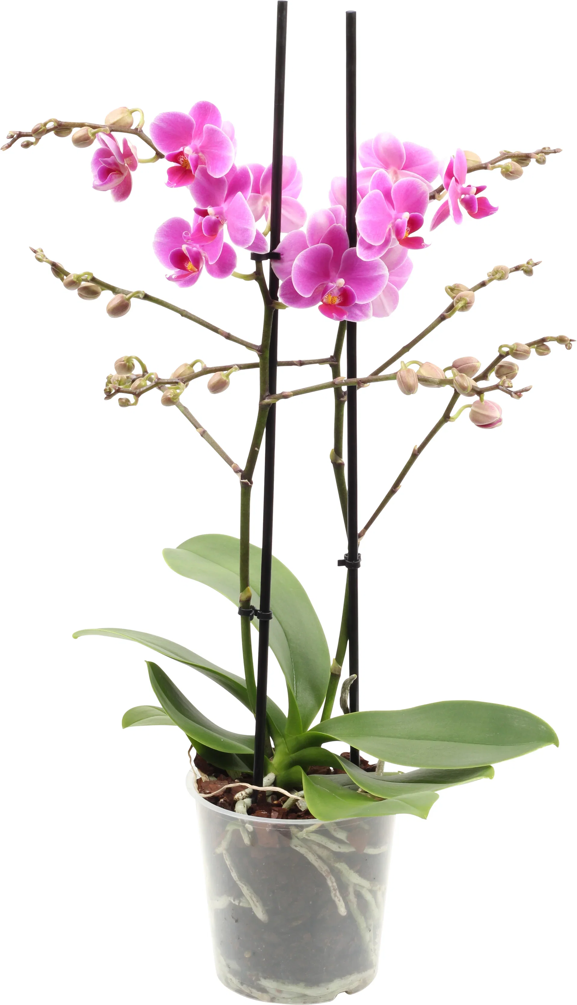 Phalaenopsis