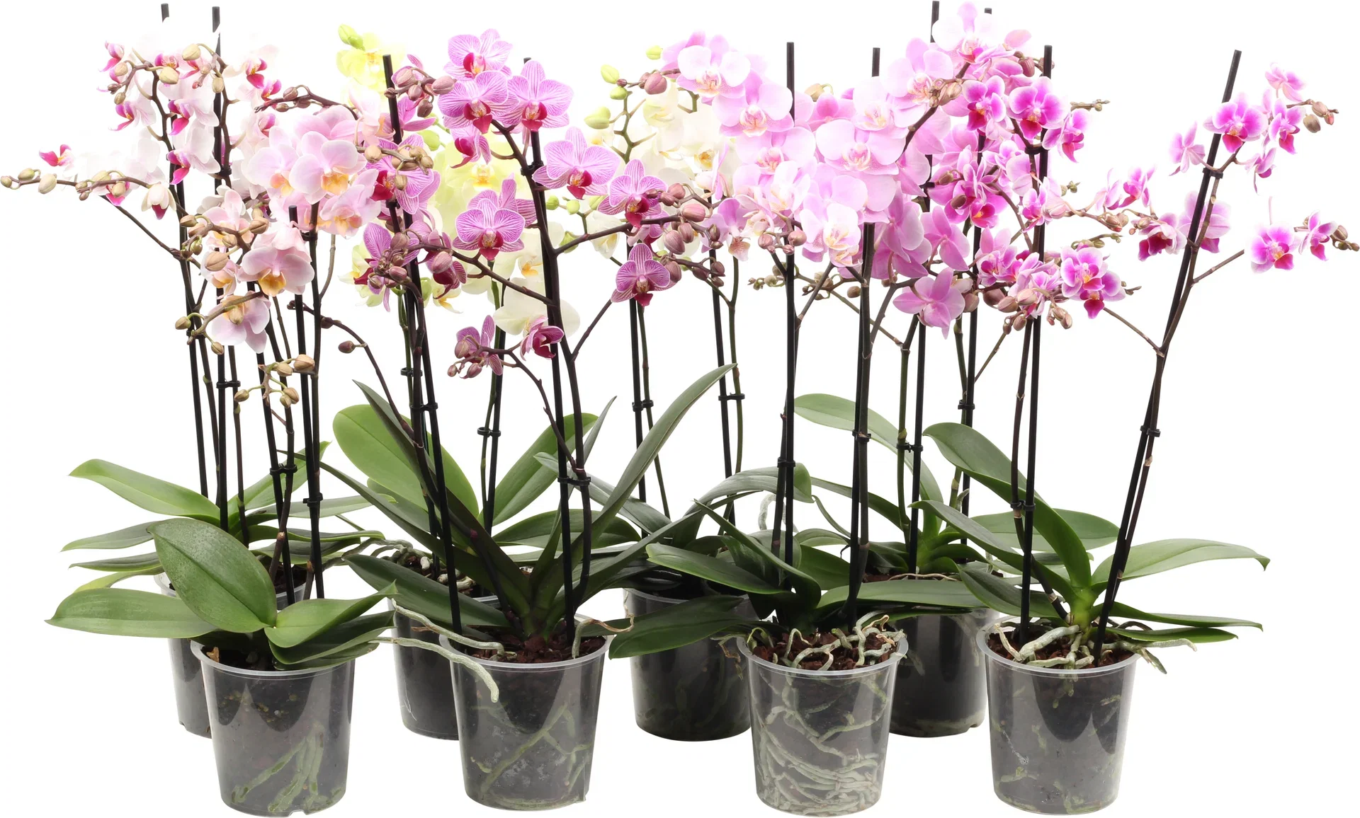 Phalaenopsis