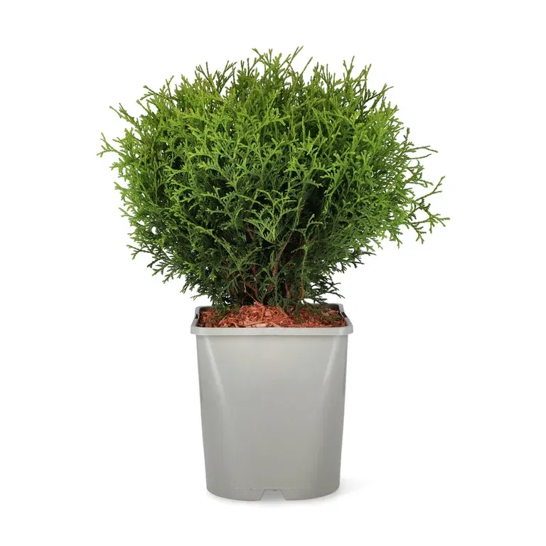 Thuja occidentalis 'Tiny Tim' 25-30cm 22cm