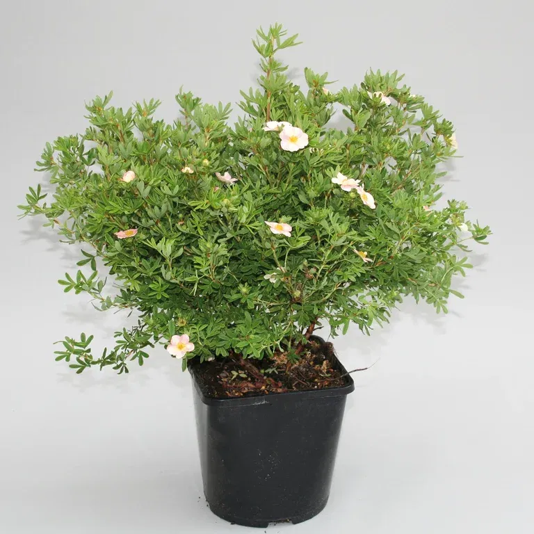 Dasiphora (Fruticosa-Gruppen) 'Pink Beauty' 4,5L